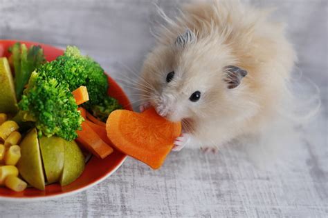 fetter hamster|Hamsterfutter: Artgerechte Ernährung des Hamsters .